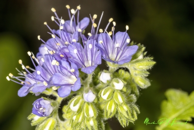 Blue Curls April 